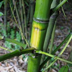 Bambu Phyllostachys aurea F I